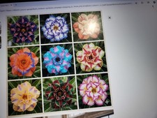 20 Mixed Color-Different Variety-Shape  Desert Rose Seeds- USA Seller-Free Ship picture