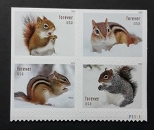 US Scott #6129-32, 2026 Forvr, Squirrels & Chipmunks in Snow Plate# Block of 4 picture