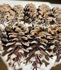 Lot of 25✨Eastern White Pine Cones Natural 🌲5-8” Medium Size Bulk Holiday Craft picture