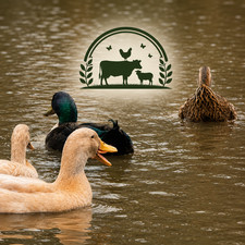 12 Duck Eggs (Rouen, Cayuga, Runner,Buff & More) picture