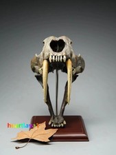 1:1 Smilodon Saber-Tooth Tiger Skull Resin Model Figure Collection Display Toy picture