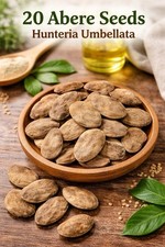 Abere seeds/20 dried Seeds picture
