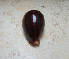 F cypraea pantherina red sea shell DARK RED COLOR natural glossy F++++F+++88.5mm picture