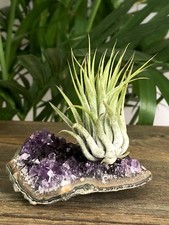  Amethyst Air Plant Geode Tillandsia Crystal Quartz Cluster Specimen Table Decor picture