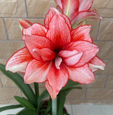 Red Ghost Amaryllis Bulb | Beautiful Red & White Striped Flower picture