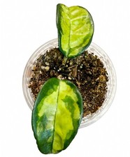 Hoya Krinkle 8 Inner Variegated -Fully Rooted- Rare Collector Hoya picture