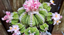 ASTROPHYTUM  RARE FORM  ** RARE & GORGEOUS    *** picture
