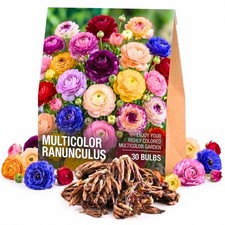 30 Multicolor Ranunculus Bulbs for Planting, Vibrant Perennial Flower picture