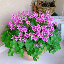 24 Pack Iron Cross Shamrock Plant Bulbs, Live Oxalis Bulbs for Indoor Outdoor picture