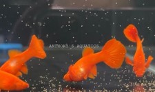 High quality USA SELLER  Pair of rare albino red koi full red coverage guppies picture