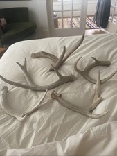 Five real deer antler rustic antler natural rustic home. Sold Individually picture