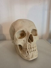 Human Skull Anatomy Model 3D Printed Gothic Halloween Biology Medical Decor picture