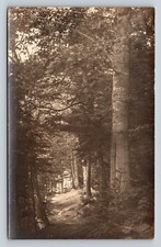 RPPC Into the Woods Beautiful Landscape VINTAGE Postcard AZO 1926-1940 picture