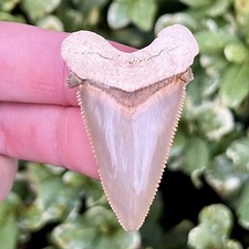 1.9”  Angustidens Shark Tooth - Summerville SC Land Site - High Quality picture