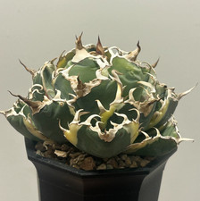 10cm RareSucculent Plant Agave titanota 'Hakugei' VariegataWYSIWYG picture