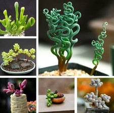 Mixed Rare Succulent Plant Seeds, 100pcs/pack picture