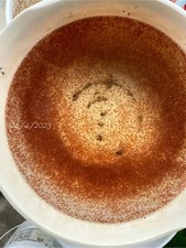 1000+ live daphnia magna (out of town ) picture