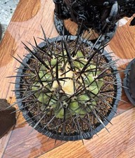 6cm RareSucculent Plant Copiapoa cinerea WYSIWYG Boutique Garden roots a little/ picture