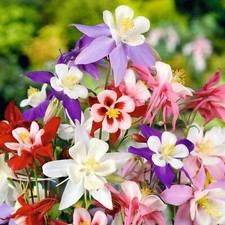 300+ COLUMBINE MCKANA GIANTS SEEDS |perennial FLOWER mixed COLORS picture