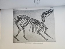 Memoirs Carnegie Museum : Osteology Dolichorhinus Longiceps Fossil Peterson 1924 picture