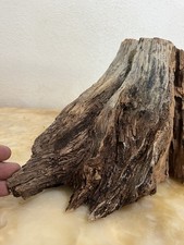 Ancient Old Growth Ponderosa Pine Deadwood - Flat Cut Base Display Stump picture