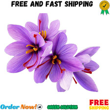 50 Saffron Crocus Sativus Corms Bulbs -Large 9 Cm Corms - Instructions Will b... picture