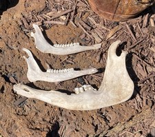 3 Real Cow Kansas Angus Bones Lower Mandible Teeth Skull taxidermy Oddity Bones picture
