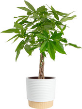 Costa Farms Money Tree, Live Indoor Plant, Braided Trunk, Easy Care | Braided Go picture