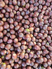 22 lbs of 2026 Fresh Sawtooth Oak Acorns for Deer, and other Wildlife picture