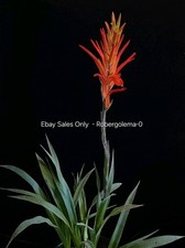 Pitcairnia ringens Seeds - Freshly-Harvested Seeds - Rare Bromeliad - Beautiful picture