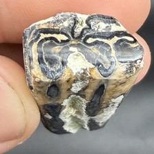 FOSSIL HORSE TOOTH BEAUTIFULLY POLISHED COLORS VENICE FLORIDA picture