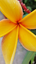 2- PLUMERIA FRANGIPANI 10-14