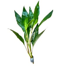 Hygrophila Corymbosa (Green Temple Plant) | Buy3Get1Free | Live Aquatic Plants picture