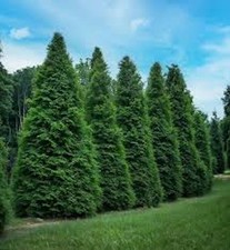 10 Green Giant Tree  Arbovitae Thuja Plicata Evergreen Tree Starter picture