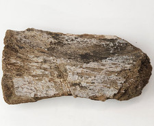 Sauropod Caudal Vertebra Fossil - Personal Find - Morrison Fm. - Big Horn Co, WY picture