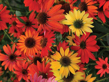 Echinacea 'Cheyenne Spirit' Plant - A Gold Medal Winner for Pollinator Garden picture