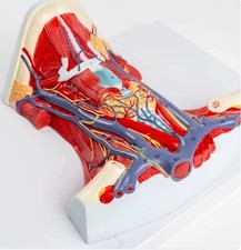 1:1 Anterior cervical muscle, neck muscle nerve, medical anatomical model picture