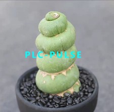9-10cm 1PCS Live Eulychnia Castanea Beautiful Garden Rare Planting picture