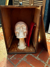 Mortician restoration skull w/ Wooden Display Case, Red Instrument Roll picture