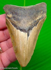 Megalodon Shark Tooth 4.02” Real Fossil XL BIG Megladon Sharks Teeth - NO RESTO picture