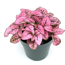Hypoestes Pink Splash Live Potted House Plants Air Purifying, 3.5