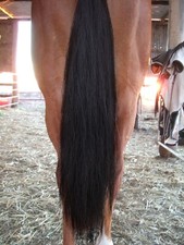 DOUBLE BLACK Horse False Tail Genuine OZ 90CM 35“ False Tail 360g EXTENDED AUST picture