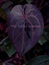Anthurium Purple Crystal flowering mother offset EXACT United States picture