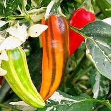 Fish Pepper Seeds | Heirloom / Non-GMO | | Seed Store | 1286 picture