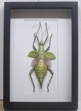 Real Framed Giant Malaysian Jungle Nymph  picture