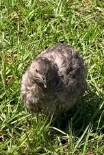15+ RARE Dark and Stormy Coturnix Quail Hatching Eggs NPIP AI Free picture