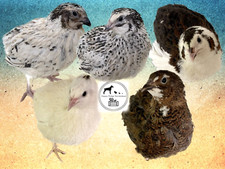 20-Celadon (100% True Blue) & Jumbo Pearl Fee Coturnix Quail Hatching Eggs picture