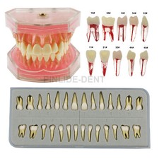 Dental Typodont Teeth Model Study Teach Demo Soft Gum Removable Teeth 28pcs picture