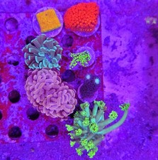WYSIWYG Mixed Reef Pack picture
