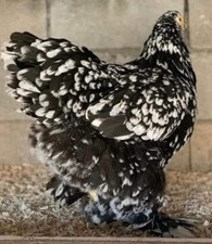 12+ Rare Breed Chicken Fertile Hatching Eggs Orpington, Cochin, Sweddish Flower picture
